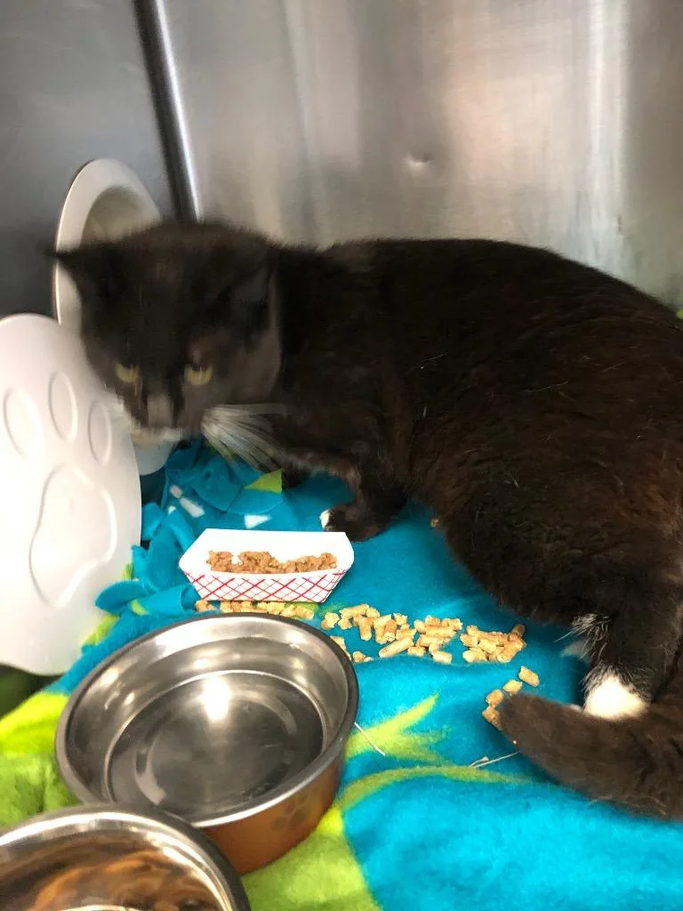 A baby medium-sized male Domestic Short Hair cat named Drake for adoption in Columbia, TN