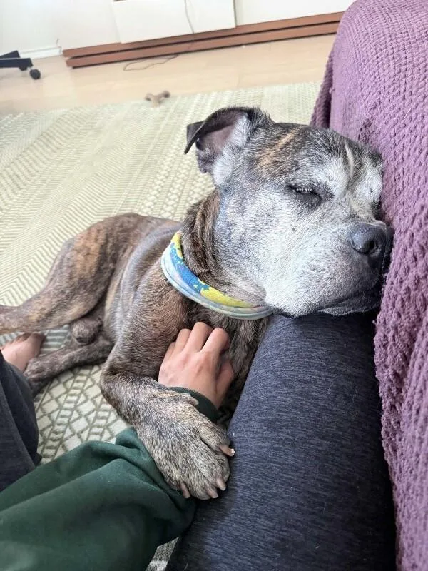 An adult medium-sized male Brindle American Bulldog dog named Winston for adoption in Austin, TX