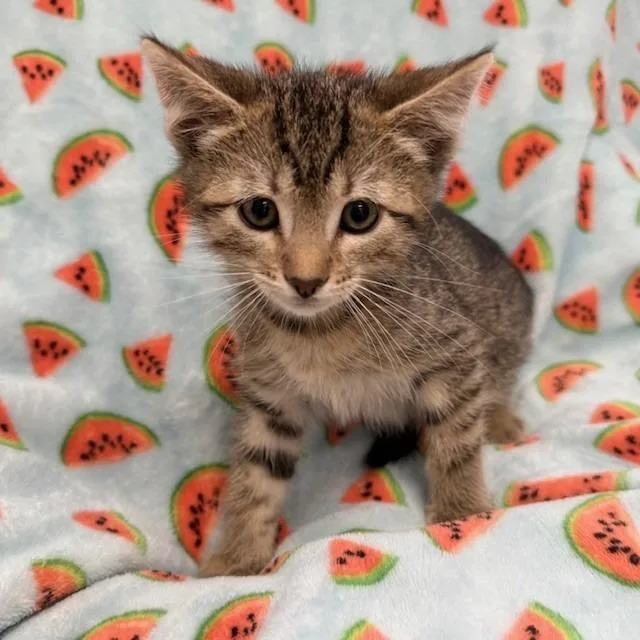 A baby small-sized male Brown / Chocolate Domestic Short Hair cat named Caramel Cone for adoption in Hawthorne, CA