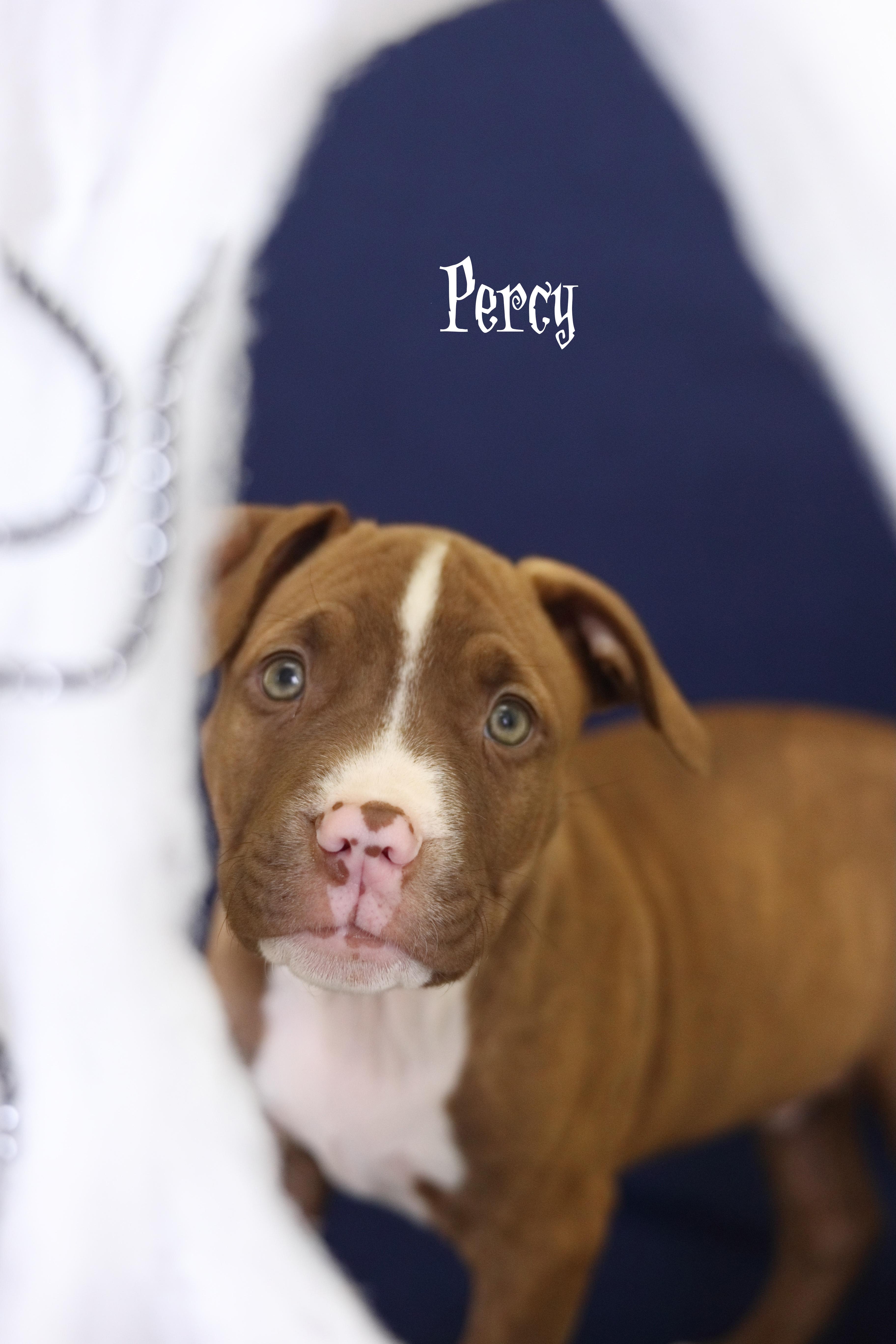 A baby medium-sized male Brown / Chocolate Terrier dog named Percy for adoption in Whitestown, IN
