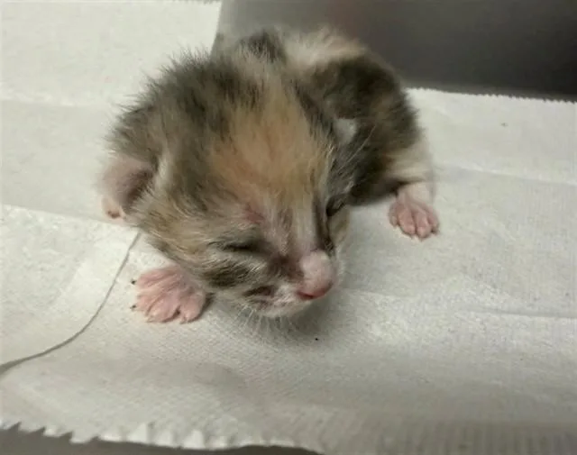 A baby small-sized female Domestic Short Hair cat named Jada for adoption in San Bernardino, CA