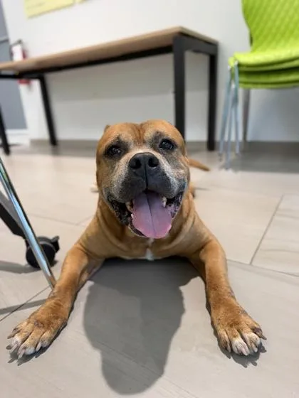 An adult medium-sized male Pit Bull Terrier dog named Fat Boy for adoption in Daytona Beach, FL
