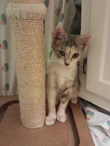 Gracie