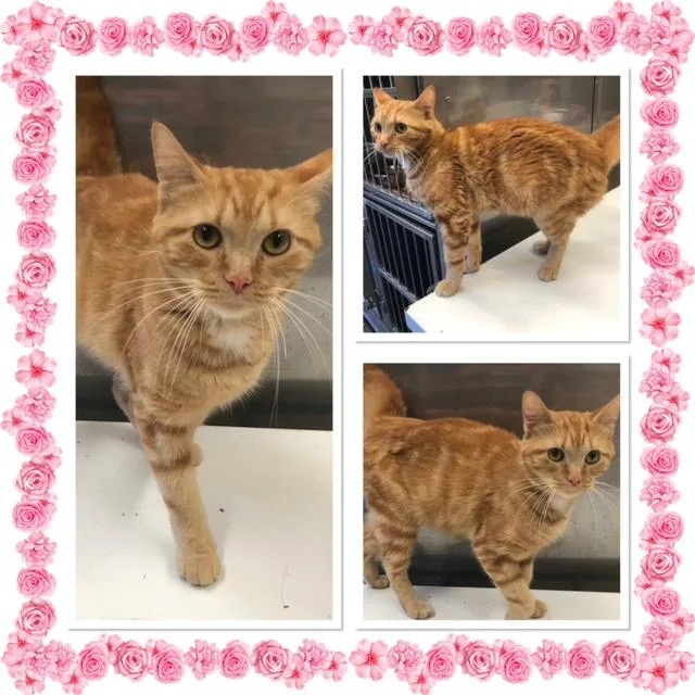 An adult small-sized female Tabby (Orange / Red) Domestic Short Hair cat named Tangie for adoption in Buckhannon, WV