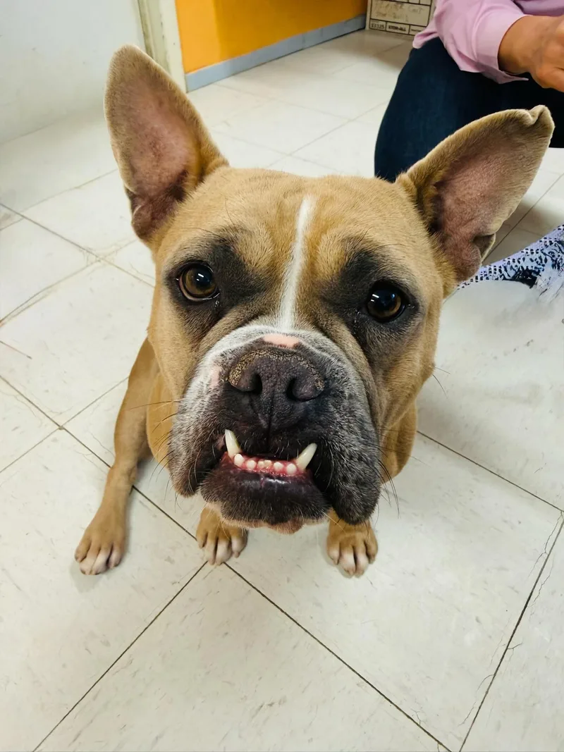 A young small-sized female Yellow / Tan / Blond / Fawn French Bulldog dog named Rue for adoption in Joshua Tree, CA