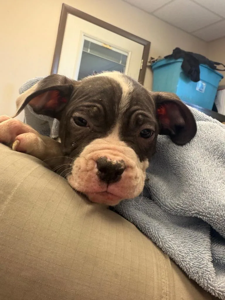 A baby small-sized male Pit Bull Terrier dog named Reggie for adoption in Springfield, OH