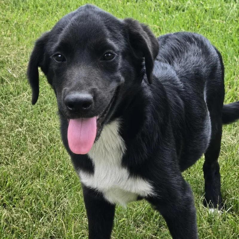 A young medium-sized male Black Border Collie dog named Gravy for adoption in Tylertown, MS