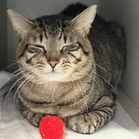 An adult small-sized male Gray / Blue / Silver Domestic Short Hair cat named Simba for adoption in New York, NY