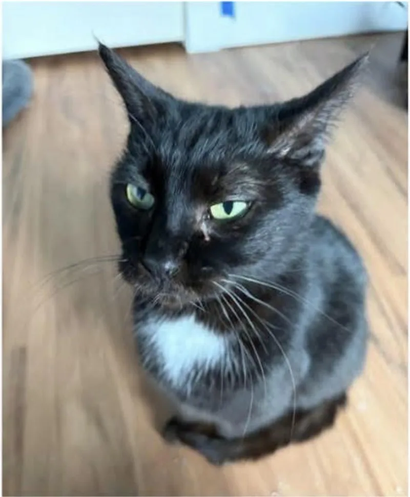 A young medium-sized male Black Domestic Short Hair cat named Yahtzee for adoption in Eugene, OR