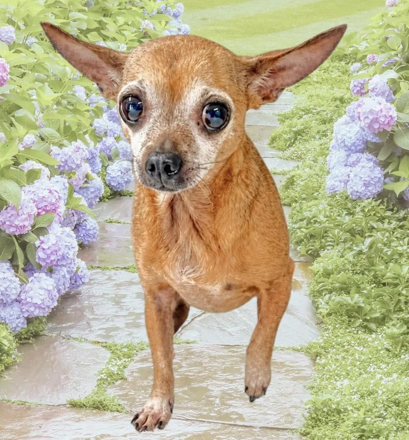Frannie thumbnail 3