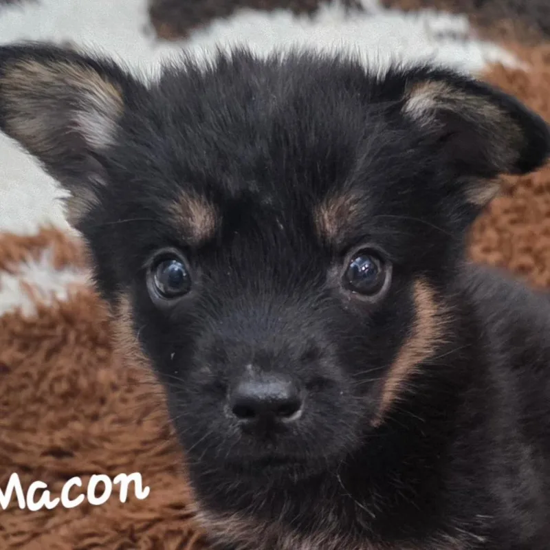 Macon Dd thumbnail 2