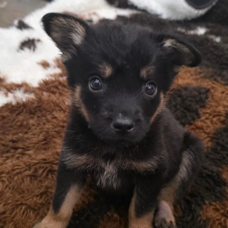 Macon Dd thumbnail 3