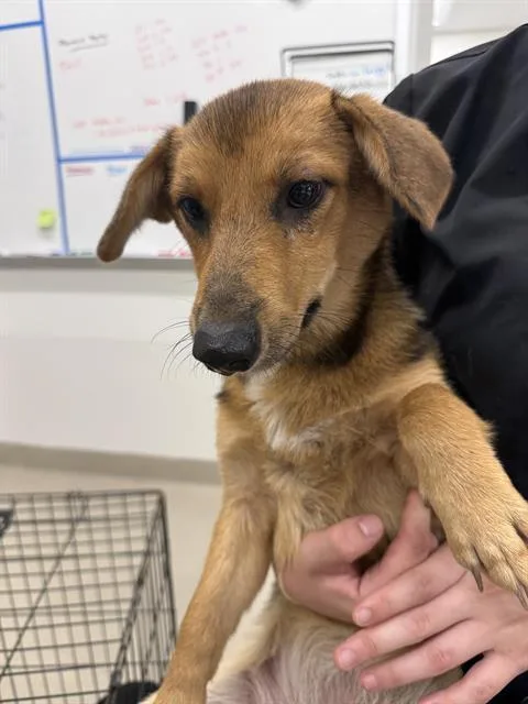 A young medium-sized female Black Mouth Cur dog named Dolly for adoption in Baytown, TX