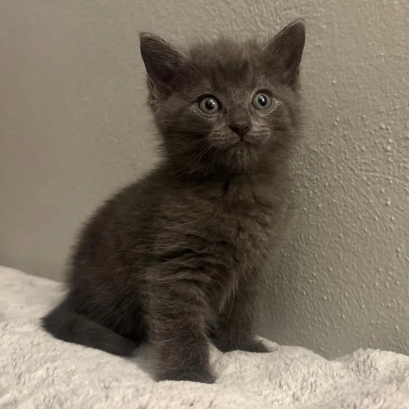 A baby small-sized male Domestic Medium Hair cat named Roo for adoption in Waynesburg, PA