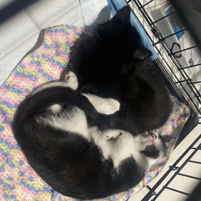 M&O: Oreo thumbnail 5