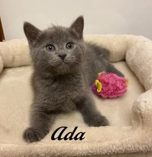 Ada