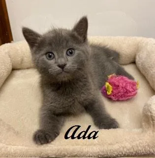 Ada thumbnail 2