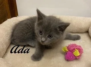 Ada thumbnail 3