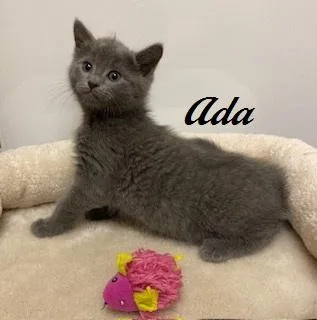Ada thumbnail 4