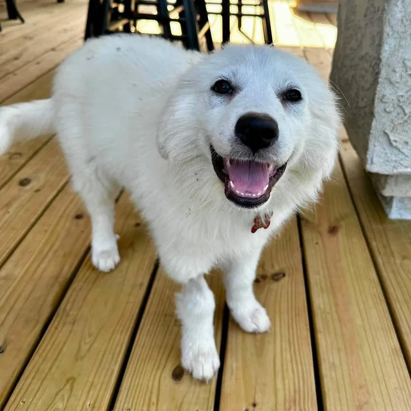 A baby large-sized female White / Cream Great Pyrenees dog named Majesty for adoption in Kiowa, OK