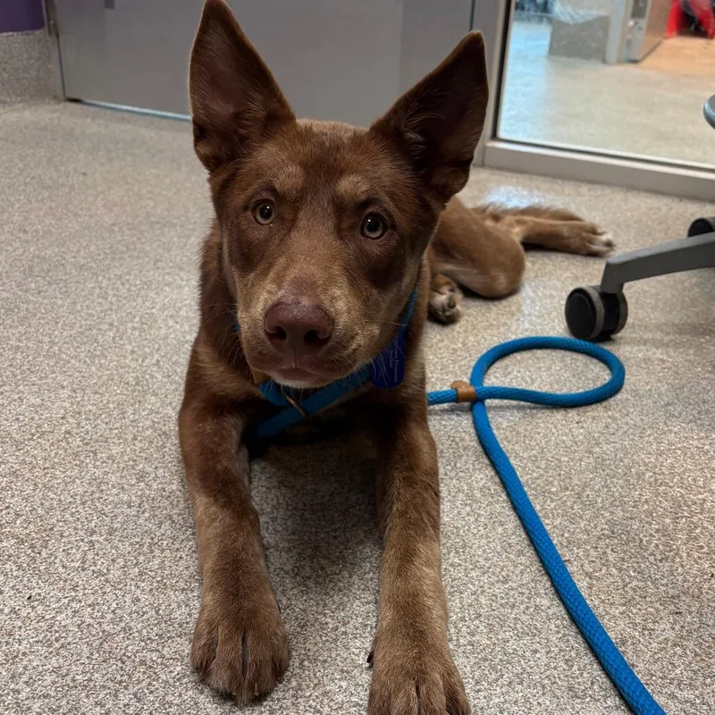 A young medium-sized female Red / Chestnut / Orange Husky dog named Sadie Mae for adoption in Englewood, FL