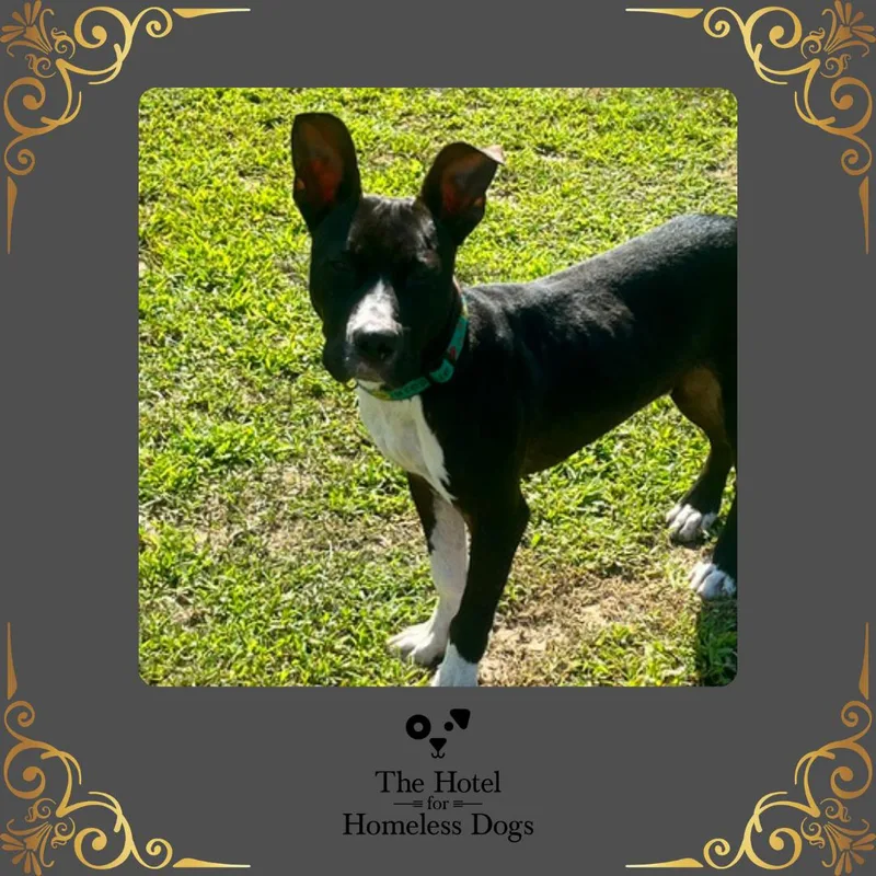 A young medium-sized male Black American Staffordshire Terrier dog named Tucker for adoption in Cumberland, RI
