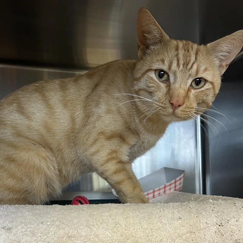 An adult large-sized male Domestic Short Hair cat named Freddie for adoption in Tacoma, WA