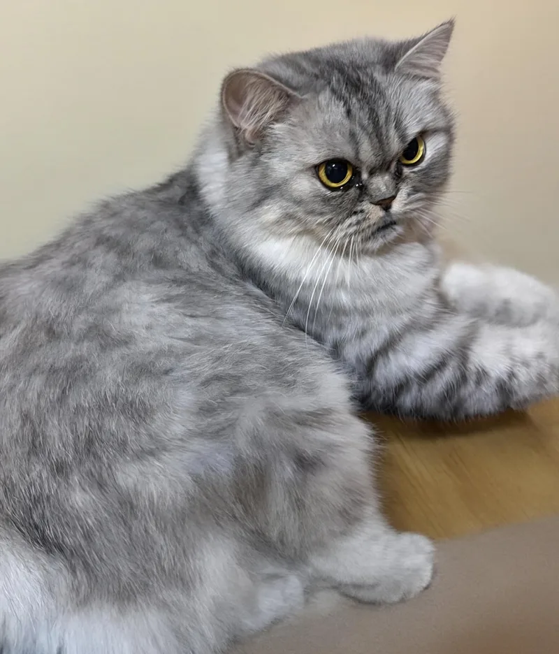 A young medium-sized female British Shorthair cat named Loza for adoption in Snow Hill, MD