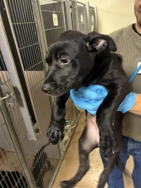 A baby small-sized female Pit Bull Terrier dog named Yogurt for adoption in San Jose, CA