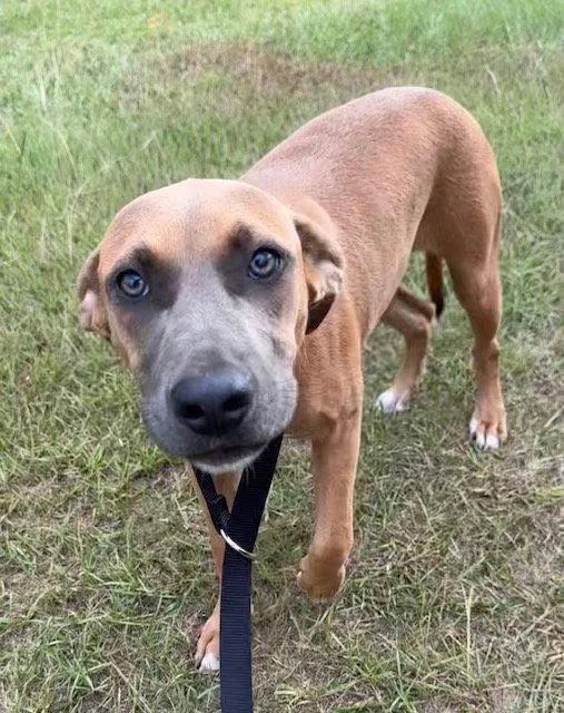 A young large-sized female Labrador Retriever dog named June for adoption in Tarrytown, GA