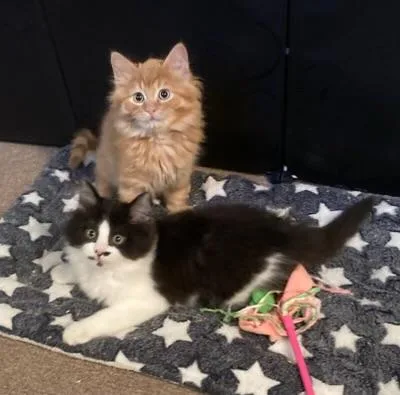 A baby small-sized female Tabby (Orange / Red) Domestic Medium Hair cat named Luke & Wren for adoption in Canal Fulton, OH