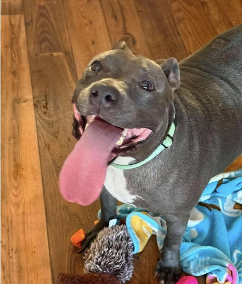 An adult medium-sized female Gray / Blue / Silver Staffordshire Bull Terrier dog named Charlotte for adoption in Melbourne , FL