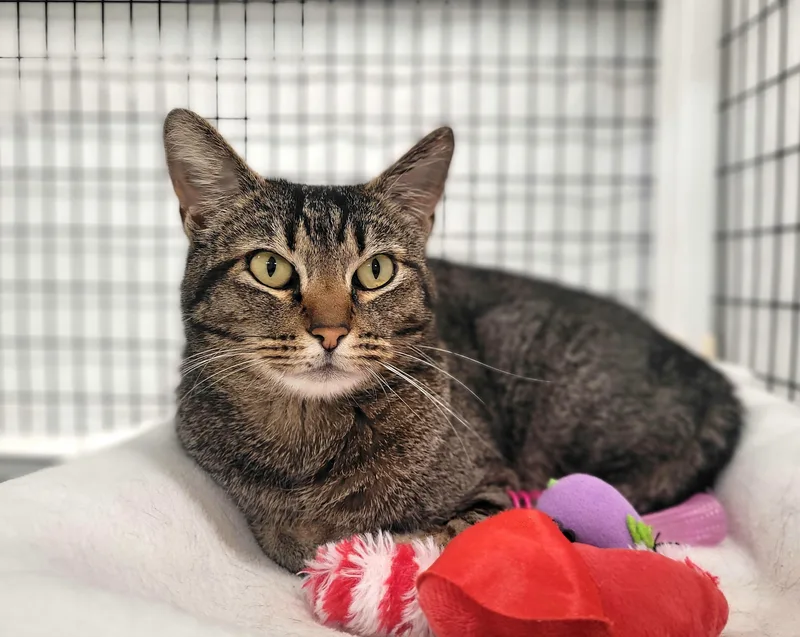 An adult medium-sized female Domestic Short Hair cat named Ruby for adoption in Kirkland, WA