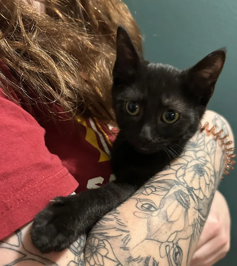 A baby small-sized female Black Domestic Short Hair cat named Junebug for adoption in Belvidere, IL