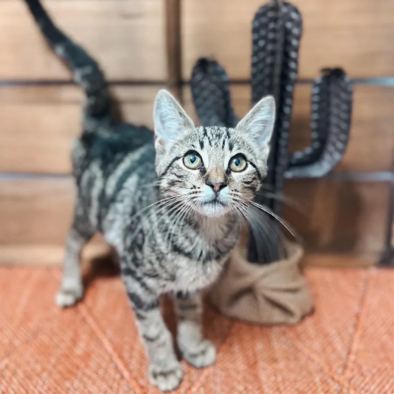 A baby small-sized male Brown / Chocolate Domestic Short Hair cat named Cactus for adoption in Brownsboro, AL