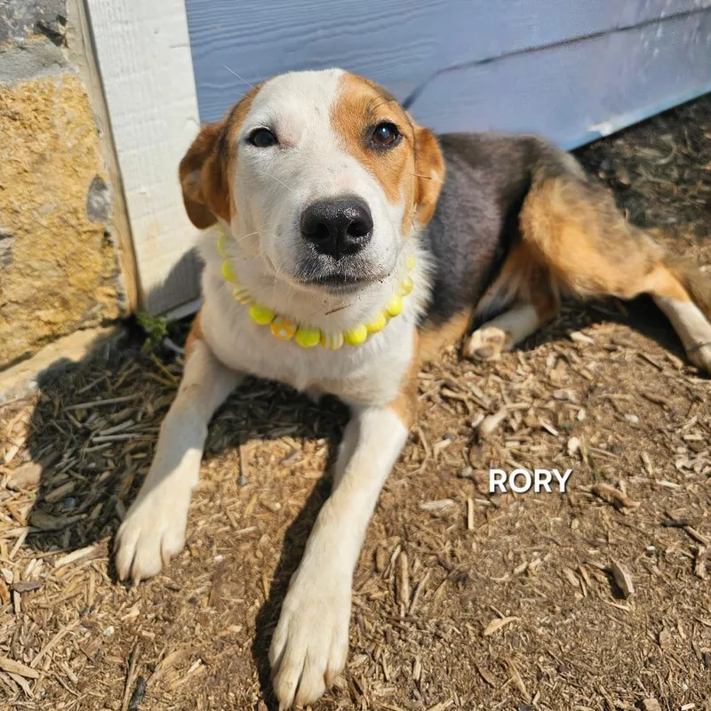 An adult medium-sized female White / Cream Terrier dog named Rory for adoption in Madisonville, TN