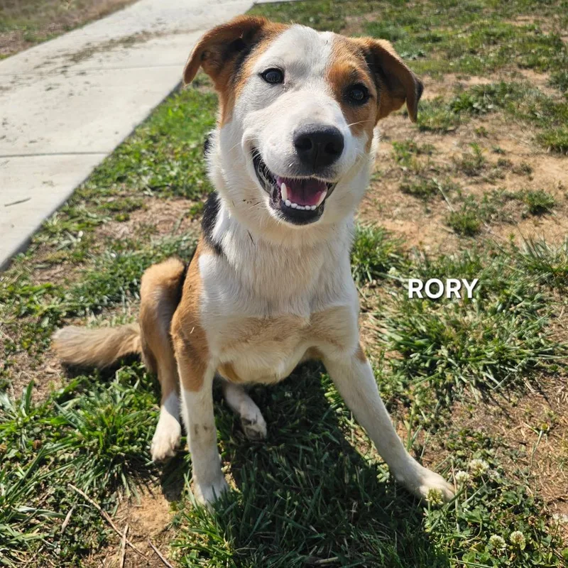 Rory thumbnail 3