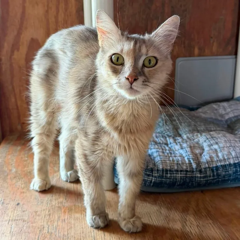An adult medium-sized female Calico American Shorthair cat named Olivia for adoption in Freeport, FL