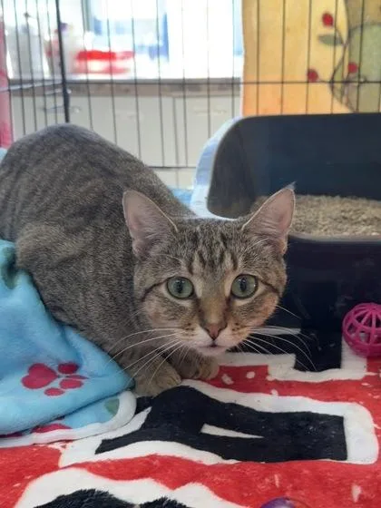 A young medium-sized female Domestic Short Hair cat named Sydney for adoption in Manitowoc, WI