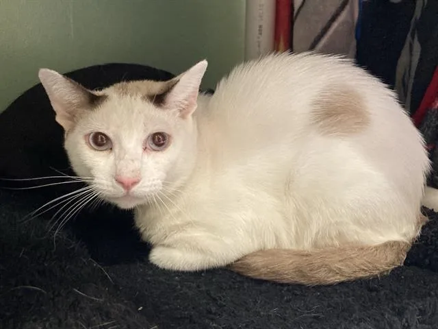 A young small-sized male Snowshoe cat named Wonton for adoption in Tustin, CA