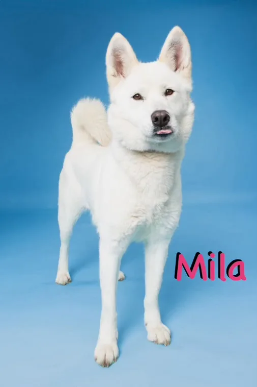Mila