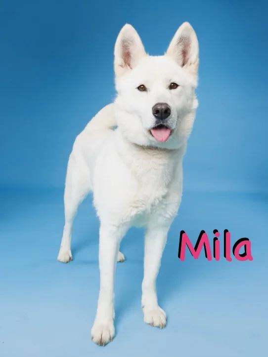 Mila thumbnail 5