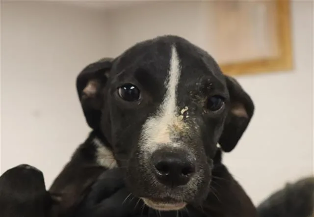 A young small-sized female Mixed Breed dog named Alexis for adoption in Columbia, SC