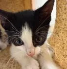 A baby small-sized male Domestic Short Hair cat named Kaly for adoption in Washington, DC