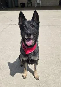 An adult large-sized male German Shepherd Dog dog named Max for adoption in Bucyrus, OH