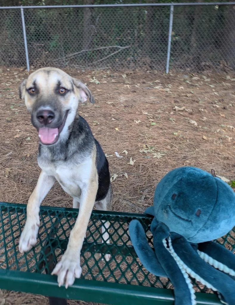 A baby medium-sized male Shepherd dog named Percy for adoption in Little Rock, AR