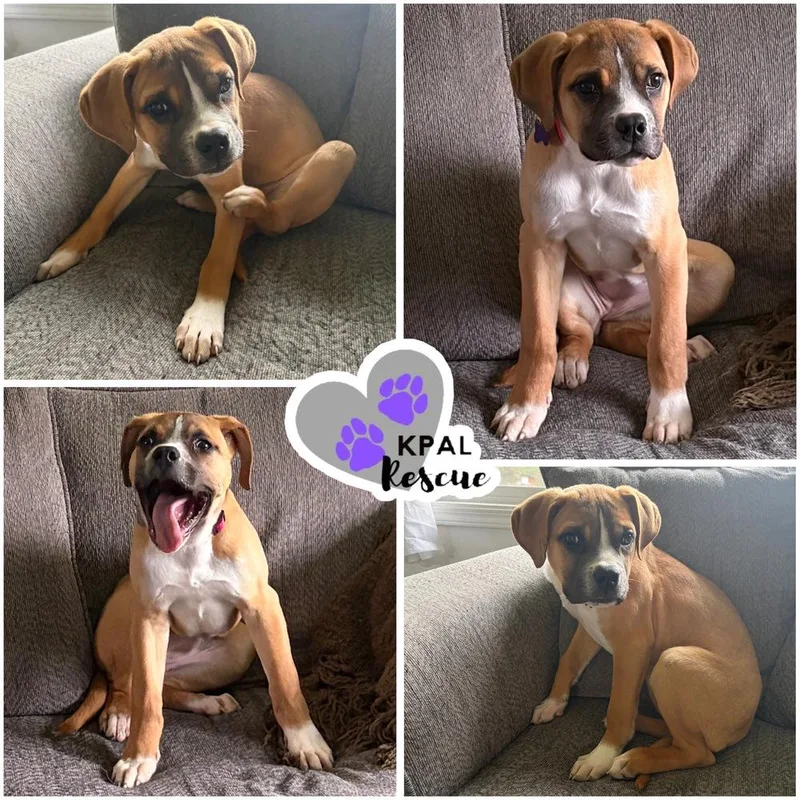 A baby large-sized female Saint Bernard dog named Yahtzee  Fun & for adoption in Kenai, AK