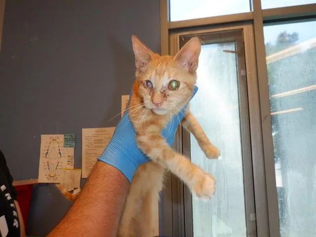 A baby small-sized male Domestic Short Hair cat named Simba for adoption in San Jose, CA