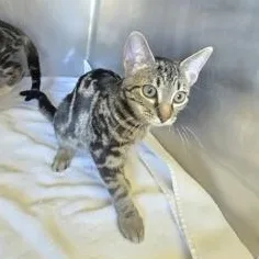 A baby small-sized male Black Domestic Short Hair cat named Coco Puff for adoption in Fernandina Beach, FL