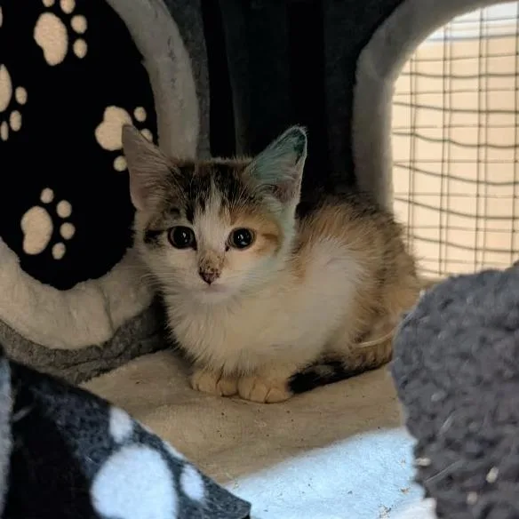 A baby small-sized female Calico Domestic Short Hair cat named Rumor for adoption in Sioux Falls, SD
